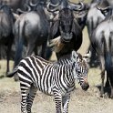 TZA SHI SerengetiNP 2016DEC25 MbalagetiRiver 026 : 2016, 2016 - African Adventures, Africa, Date, December, Eastern, Mbalageti River, Month, Places, Serengeti National Park, Shinyanga, Tanzania, Trips, Year
